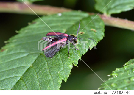スジグロボタル（北海道・鹿追町） 72182240