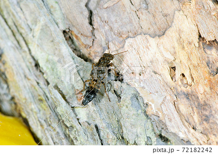 サビハネカクシ（北海道・知床） 72182242