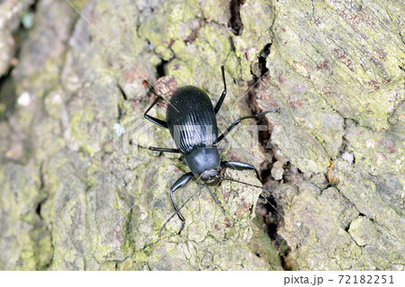 キマワリ(北海道・層雲峡) キマワリ(北海道・層雲峡) 72182251