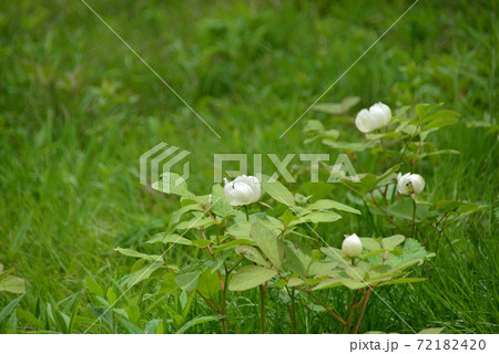 清楚な花山芍薬 清楚な花山芍薬 72182420