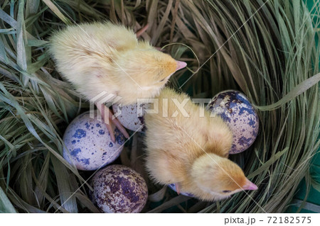 tiny quail chicks that just hatched from an egg tiny quail chicks that just hatched from an egg 72182575