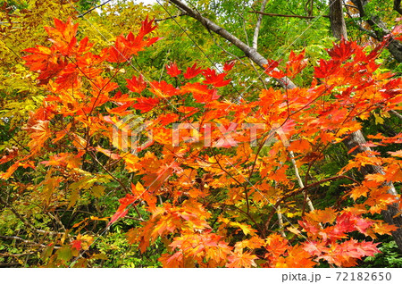 山形市山寺面白山　錦秋の紅葉川渓谷 72182650