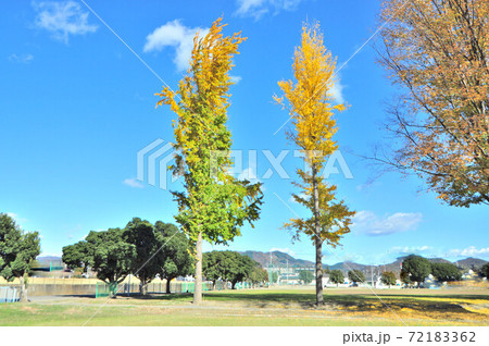 銀杏と青空と気持ちいい朝 72183362