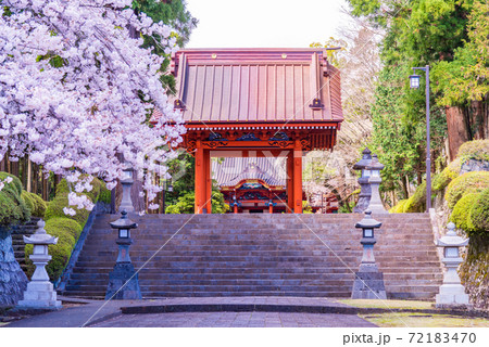 (静岡県)大石寺・二天門 塔中参道の桜 (静岡県)大石寺・二天門 塔中参道の桜 72183470