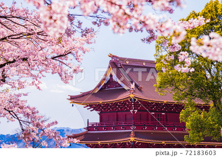 (静岡県)大石寺・三門 参道の桜 (静岡県)大石寺・三門 参道の桜 72183603