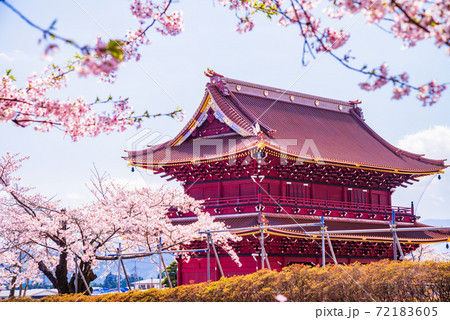 （静岡県）大石寺・三門　参道の桜 72183605