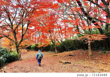 箱根ハイキングコース 湯坂路の鮮やかな紅葉とハイカー 箱根ハイキングコース 湯坂路の鮮やかな紅葉とハイカー 72183688
