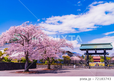(静岡県)大石寺・境内 桜の季節 (静岡県)大石寺・境内 桜の季節 72183743