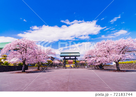 (静岡県)大石寺・境内 桜の季節 (静岡県)大石寺・境内 桜の季節 72183744