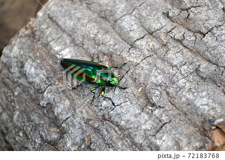 輝く夏の虫、タマムシ 輝く夏の虫、タマムシ 72183768