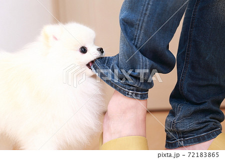 愛犬ポメラニアンにズボンを噛まれる男性 愛犬ポメラニアンにズボンを噛まれる男性 72183865