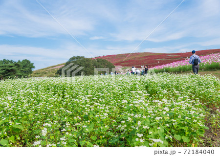 【ソバの花とコスモスとコキアの三重奏】 【ソバの花とコスモスとコキアの三重奏】 72184040