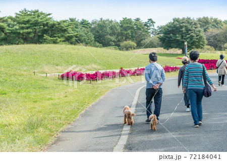 国営ひたち海浜公園 みはらしの丘へ向かう様子 の写真素材