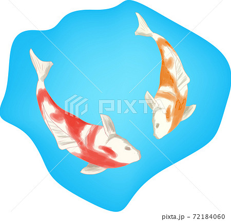 優雅に池を泳ぐ錦鯉 ニシキゴイ のイラストのイラスト素材
