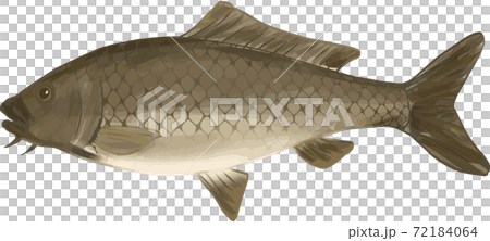 シンプルな鯉のイラストのイラスト素材