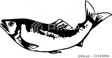 ジャンプする鮎の線画イラスト 72184066