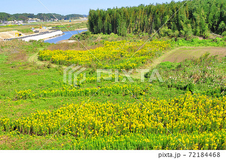 6号線相馬バイパスの宇多川河川敷に繁茂するセイタカアワダチソ 6号線相馬バイパスの宇多川河川敷に繁茂するセイタカアワダチソ 72184468