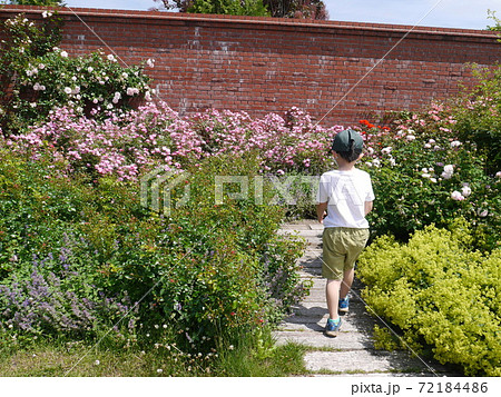 きれいに花が咲いた庭園を散策する子ども(後ろ姿) 72184486