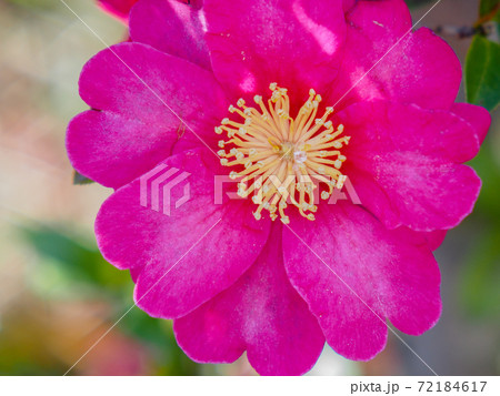 山茶花 山茶花 72184617