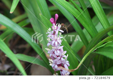 縁起植物とも言われるキチジョウソウ 吉祥草 11月撮影の写真素材