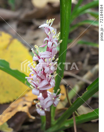 縁起植物とも言われるキチジョウソウ（吉祥草）　11月撮影 72184684