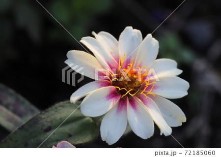 秋の花壇に咲くヒャクニチソウの花 72185060