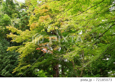 平泉の紅葉 岩手県西磐井郡 平泉の紅葉 岩手県西磐井郡 72185073