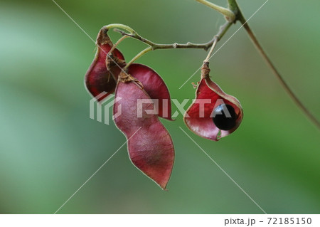 自然 植物 トキリマメ、別名『オオバタンキリマメ』。タンキリマメそっくりですが果皮の毛が目立たない 自然 植物 トキリマメ、別名『オオバタンキリマメ』。タンキリマメそっくりですが果皮の毛が目立たない 72185150