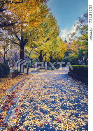 まるで紅葉を描いた絵画のように美しい、秋の公園の散歩道 72185152