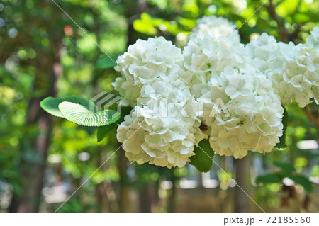 白いオオデマリの花の写真素材