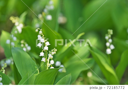 小さな白いスズランの花 小さな白いスズランの花 72185772