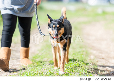 散歩する犬 散歩する犬 72185938