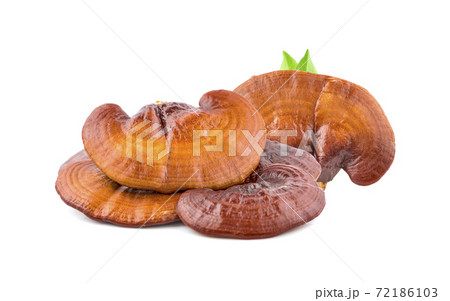 Dried Ganoderma Lucidum Mushroom isolated on white background.Ling Zhi Mushroom Dried Ganoderma Lucidum Mushroom isolated on white background.Ling Zhi Mushroom 72186103