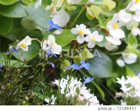 ベゴニア ペンタス サルビアの花壇の写真素材