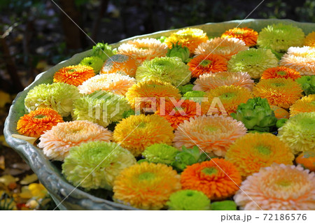 行田八幡神社の花手水 行田八幡神社の花手水 72186576