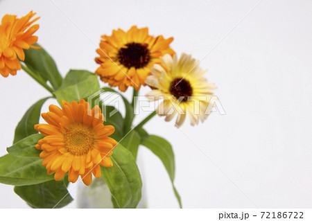 キンセンカの切り花 キンセンカの切り花 72186722