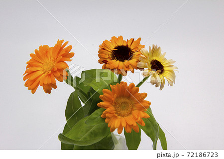 Cut flowers of calendula - Stock Photo [72186723] - PIXTA