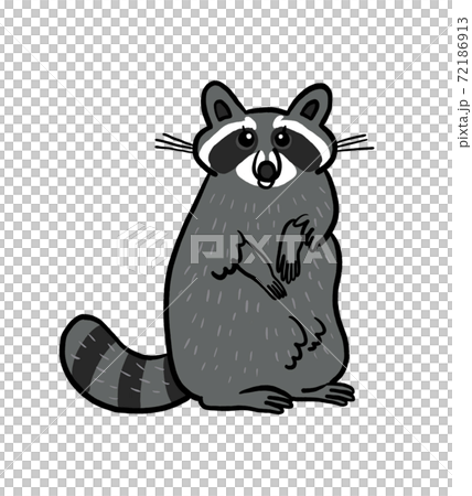 アライグマのイラストのイラスト素材