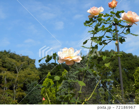 桃色の綺麗な大きい花はトゲの有るバラの花の写真素材 72186967 Pixta