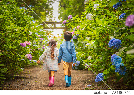 あじさい畑を散歩する二人の子供の後ろ姿の写真素材