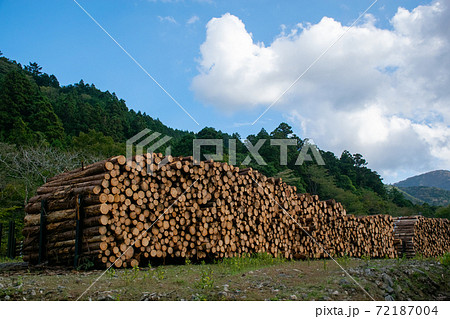 天城杉の丸太｜丸太置き場はあたり一面で香しい杉の木の匂いがしていました 72187004