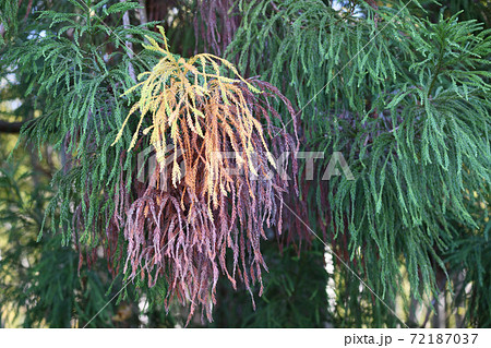 黄変した杉の枝・葉 72187037