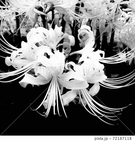 白い彼岸花のモノクロアップ写真の写真素材