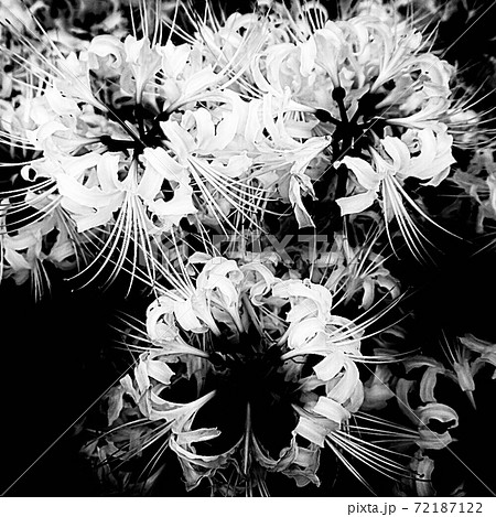 彼岸花のモノクロアップ写真の写真素材