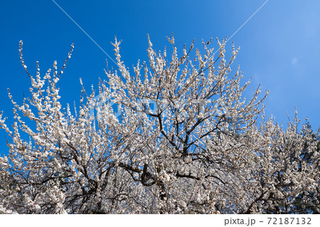 白い梅の花の写真素材