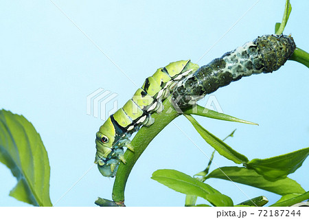 ナミアゲハ(アゲハ)の幼虫(4齢・5齢) ナミアゲハ(アゲハ)の幼虫(4齢・5齢) 72187244