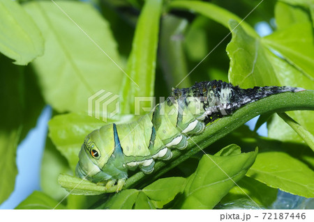 ナミアゲハ（アゲハ）の幼虫（4齢から5齢へ脱皮中） 72187446
