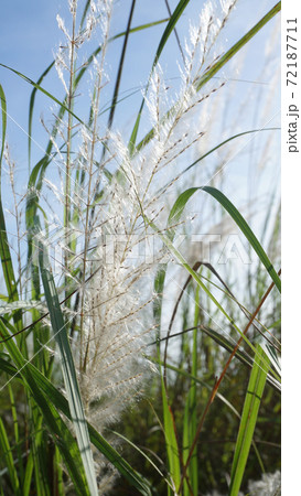 Close up of white grass flower at field 72187711