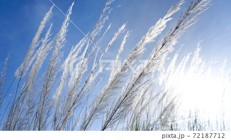 White flower grass with sun 72187712