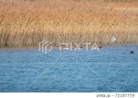 吉野川河口でのんびり過ごすヒシクイ3羽 72187759